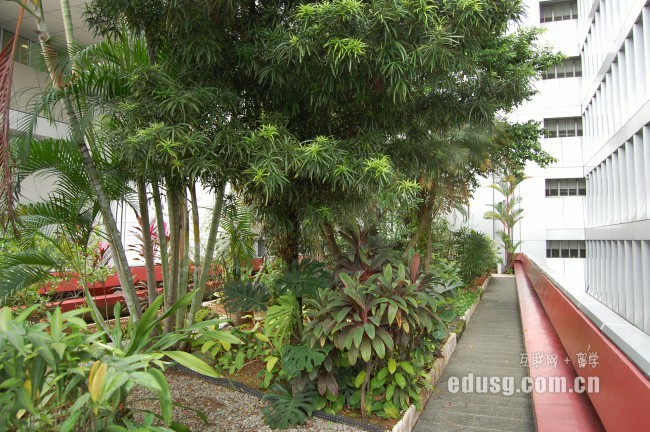 新加坡tmis学院专业