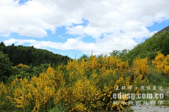 新西兰达尼丁市有什么大学