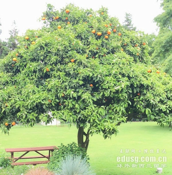 新西兰兽医专业留学学校