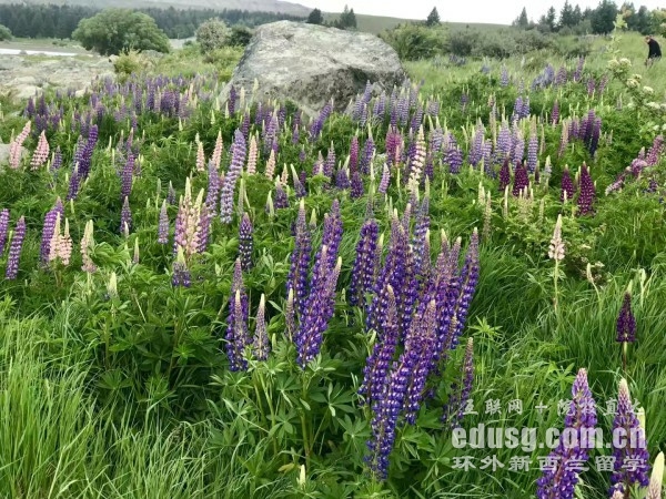 怀卡托理工学院申请条件